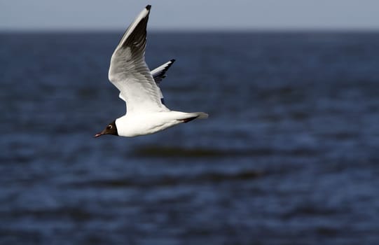 Black-headed gull in magnificent plumage