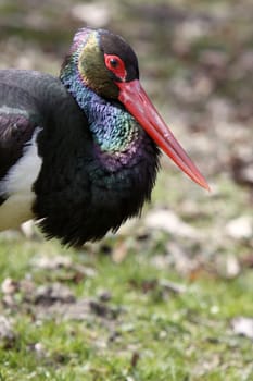 Black stork