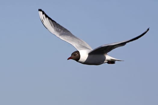 Black-headed gull in magnificent plumage