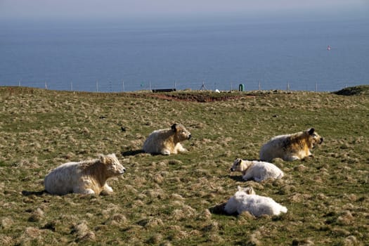 Galloway cattle