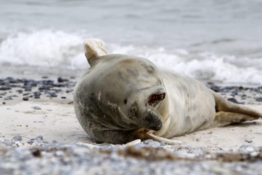 Grey seal on the beach of the Heligoland dune