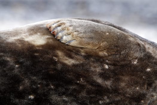 Grey seal on the beach of the Heligoland dune