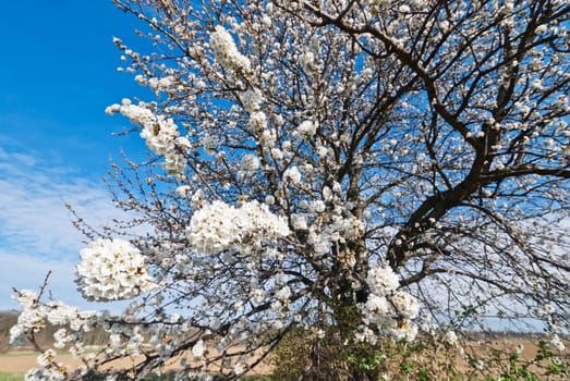 Cherry blossom in Burgenland