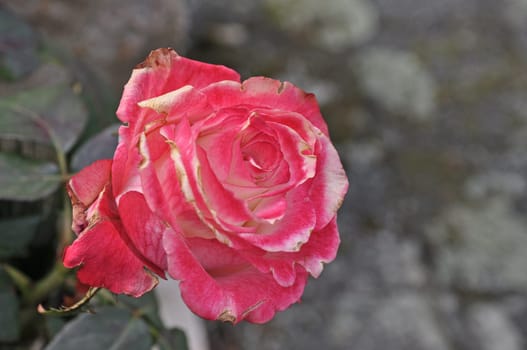 rose without hip without rosehip
