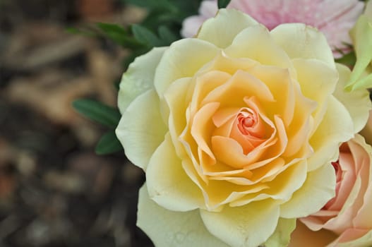 rose without hip without rosehip
