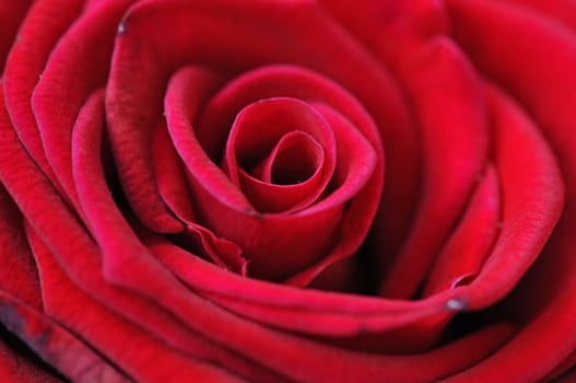 rose without hip without rosehip