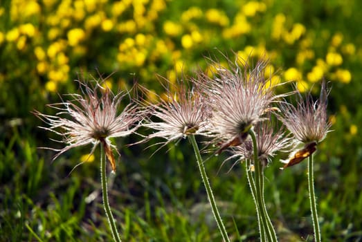 Heather grass