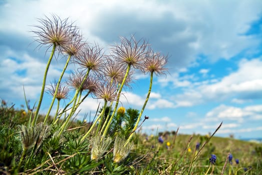 Grasses