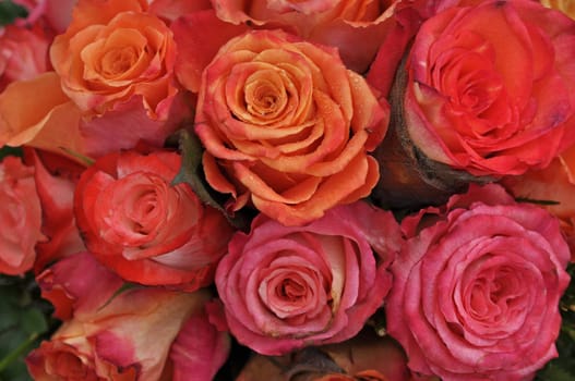 rose without hip without rosehip