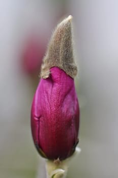 Magnolia