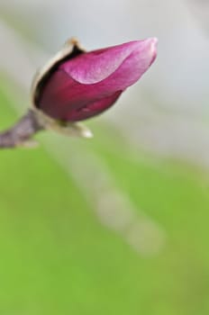 Magnolia