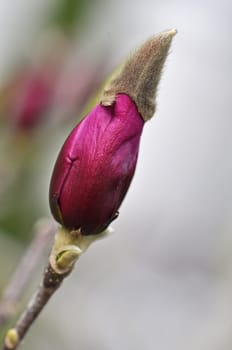Magnolia
