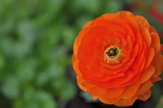 Ranunculus