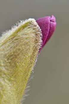 Magnolia
