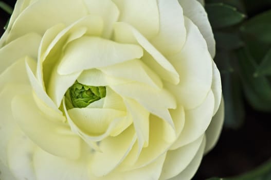 Ranunculus