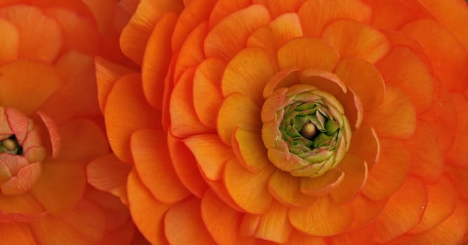 Ranunculus