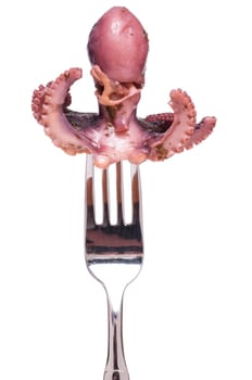 Antipasti squid moscardini on a fork