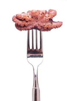 Small octopus on a fork and in front of white isolated background