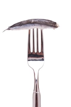 Oil sardine on a fork in portrait mode