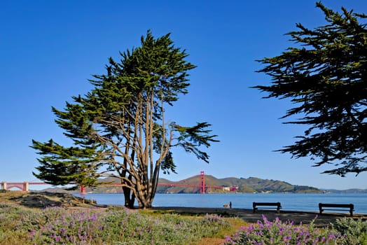 Golden Gate from Crissy Field Park