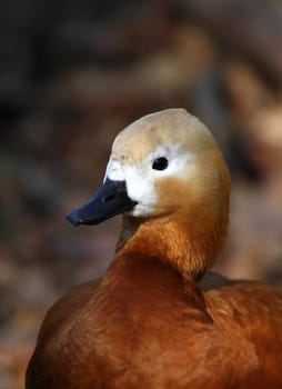 Duck Portrait