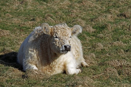 Galloway beef
