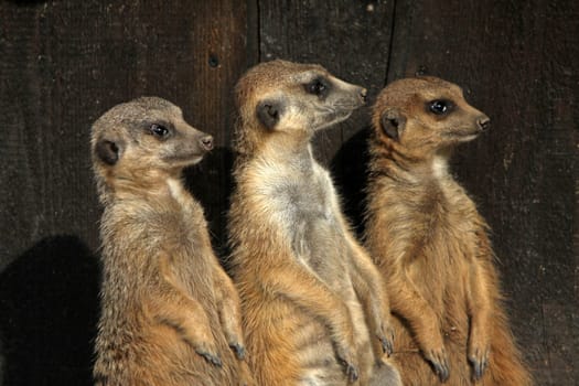 Meerkat