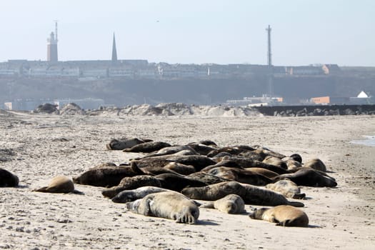 Grey seals