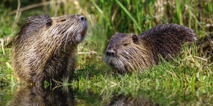 Tailed beaver - Myocastor coypus