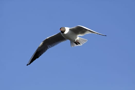 Black-headed gull in magnificent plumage