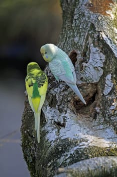 Budgies in a free-flight aviary