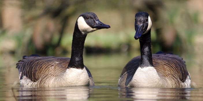 Canada goose (Branta canadensis)