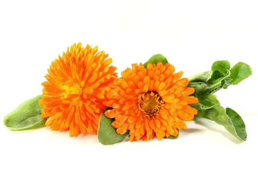 Marigold flowers and leaves against white background