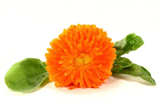 Marigold blossom and leaves against white background