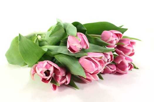 A bouquet of pink tulips against a white background