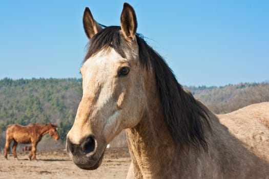 Portrait of a white horse, and brown horse in the background