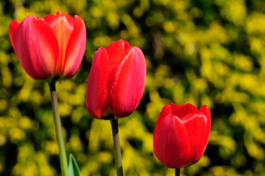 tulips