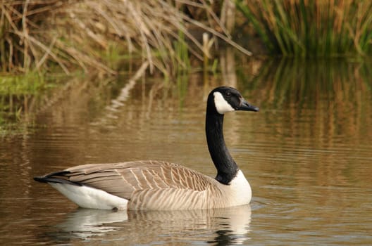 Canada goose in spring