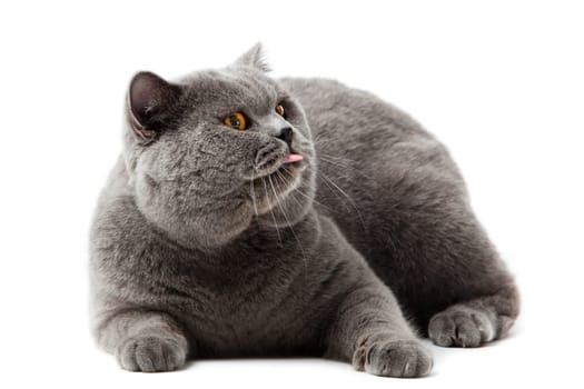 British shorthair cat on a white background.  british cat isolated