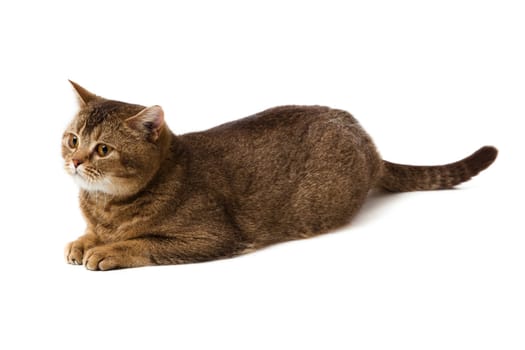 British shorthair cat on a white background.  british cat isolated