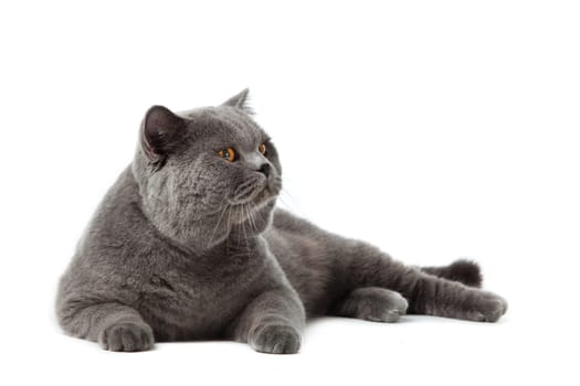 British shorthair cat on a white background. british cat isolated