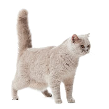 British shorthair cat on a white background.  british cat isolated
