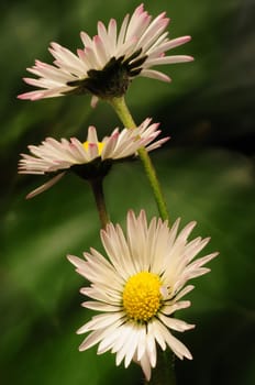 daisy
