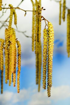 Birch pollen