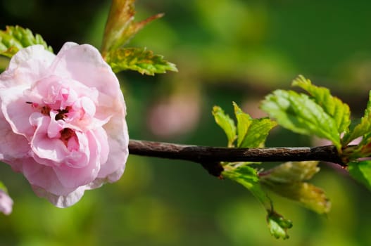 Almond blossom