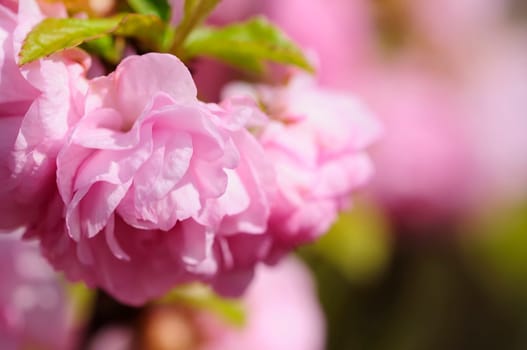 Almond blossom