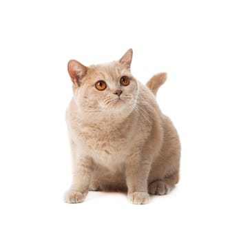British shorthair cat on a white background.  british cat isolated