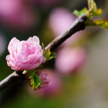 Almond blossom