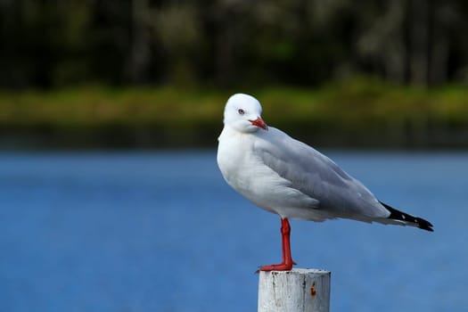 A sea gull standing on a white post with a lagoon in the background