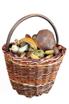 mushrooms in basket on white backgrounds